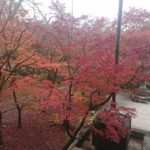 コロナ禍の京都はどんな感じ？紅葉を見に行ってきました